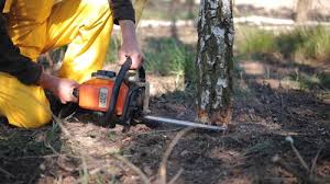 Best Tree Removal  in Wliamsvle, IL