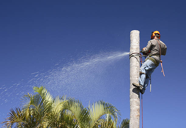 How Our Tree Care Process Works  in  Williamsville, IL