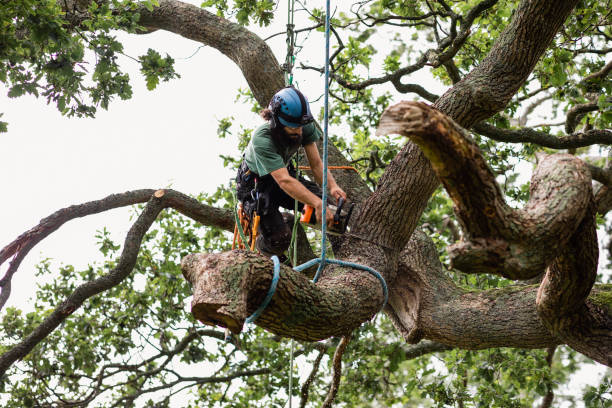 Best Hazardous Tree Removal  in Wliamsvle, IL
