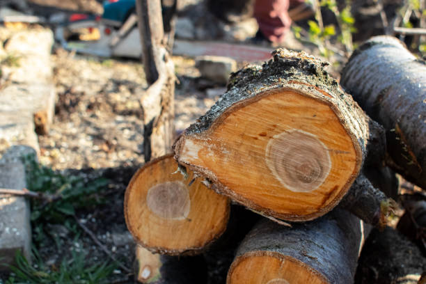 Best Root Management and Removal  in Wliamsvle, IL