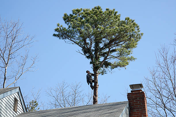 Best Storm Damage Tree Cleanup  in Wliamsvle, IL